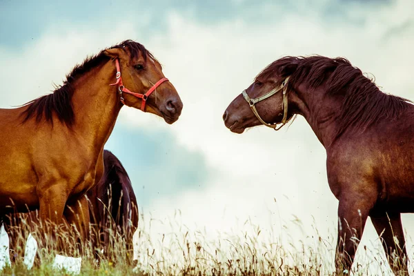 Twee paarden samen spelen — Stockfoto