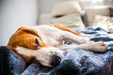 Beagle köpek kanepede evde uyku