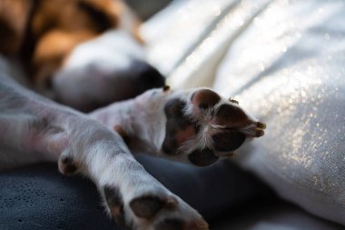 Beagle köpek kanepede evde uyku