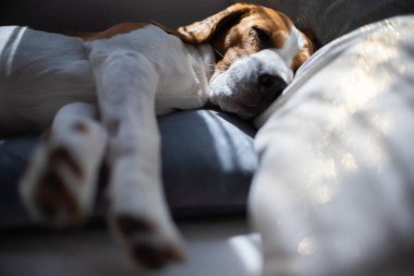 Beagle köpek kanepede evde uyku