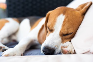 Beagle köpek bir bahçe kanepede açık havada uyku