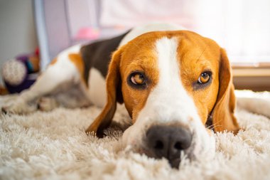 Köpek yavrusu halıda uyur.