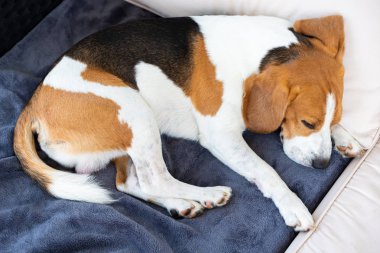 Beagle köpek bir bahçe kanepede açık havada uyku
