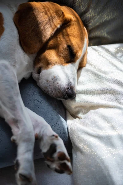 Beagle-Hund schläft zu Hause auf der Couch — Stockfoto