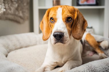 Köpek beagle cins kafa çekim portre