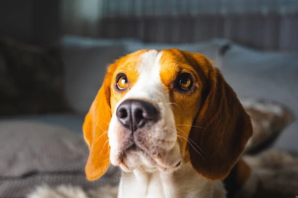 Perro beagle crianza cabeza disparar retrato — Foto de Stock