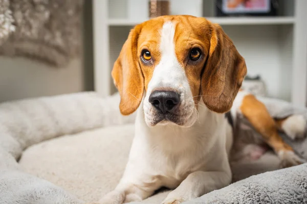 Köpek beagle cins kafa çekim portre