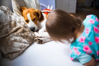 Beagle köpek kanepede yatan küçük bebek kız