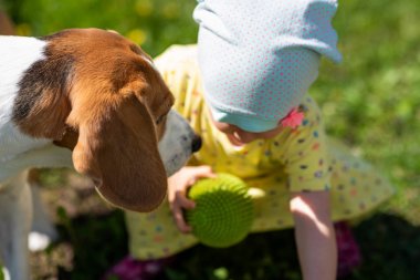 Bebek kız Beagle köpek ile oynuyor