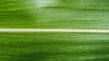 Yeşil Mısır yaprağı yakın doku.