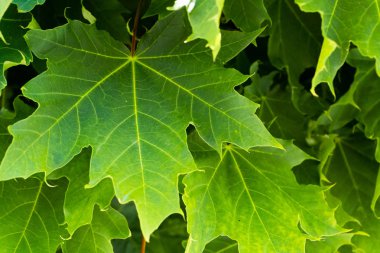 Yeşil akçaağaç yapraklar doğa arka plan