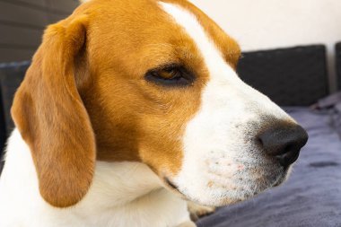 Beagle köpek kanepede yatan.