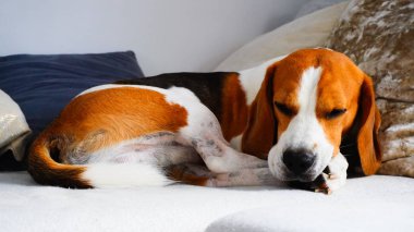 Beagle köpek kanepede yatan.