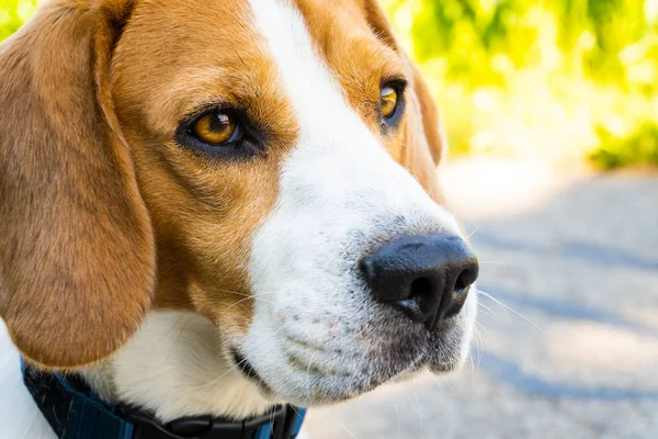 Beagle perro en camino de asfalto rural — Foto de Stock