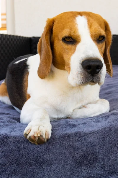 Ledsen Beagle hund liggande på en soffa utomhus. — Stockfoto
