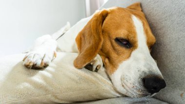 Beagle köpek minder üzerinde kanepede evde uyku
