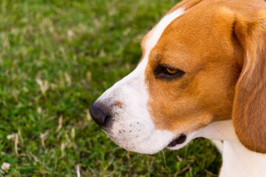 Bir bahçede Beagle köpek kafası portre.