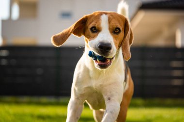 İlkbahar da yeşil bir çayırüzerinde bir top ile Beagle köpek, yaz topu ile kameraya doğru çalışır