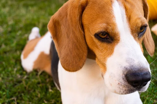 Pies Beagle w ogrodzie na zielonej trawie — Zdjęcie stockowe