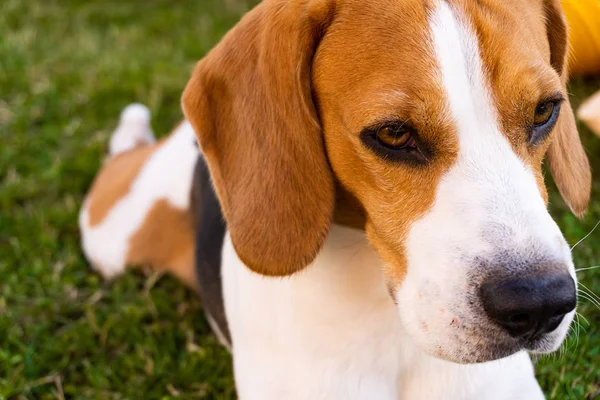 Cão beagle em um jardim na grama verde — Fotografia de Stock