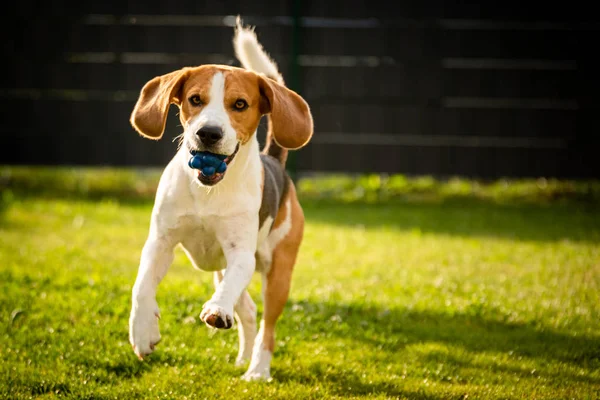 Пёс с мячом на зеленом лугу весной, лето бежит к камере с мячом — стоковое фото
