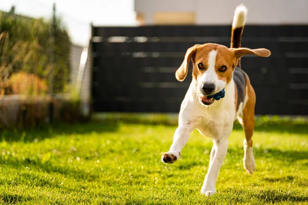 Pies Beagle z piłką na zielonej łące wiosną, lato biegnie w kierunku kamery z piłką — Zdjęcie stockowe