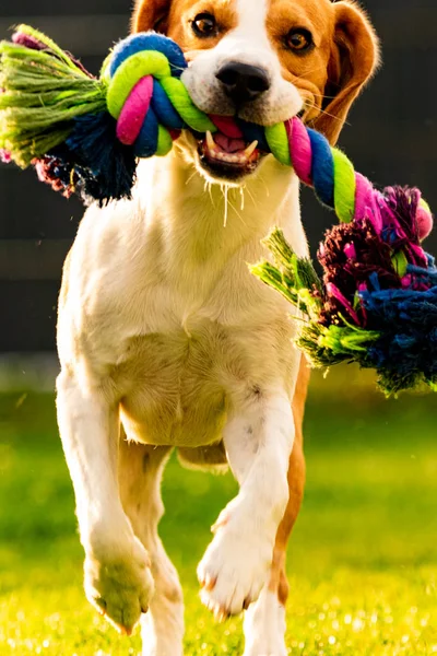 Beagle perro corre en el jardín hacia la cámara con colorido juguete . — Foto de Stock