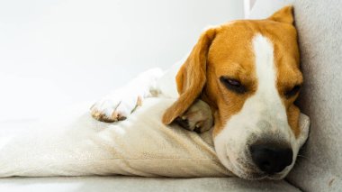 Beagle köpek minder üzerinde kanepede evde uyku