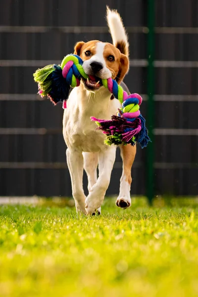 비글 개는 화려한 장난감과 카메라를 향해 정원에서 실행. — 스톡 사진
