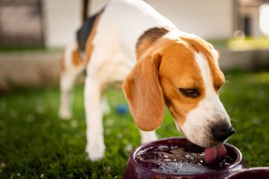 Beagle köpeği gölgede serinlemek için su içiyor.