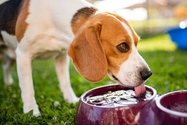 Beagle köpeği gölgede serinlemek için su içiyor.