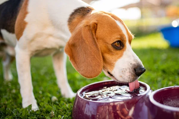 Beagle dog drinking water to cool off in shade — Stock Photo, Image