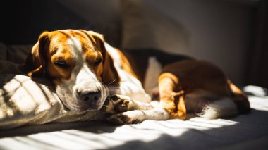 Beagle köpek yaz sıcak dalgası sırasında dinlenme bir kanepe üzerinde yatan.