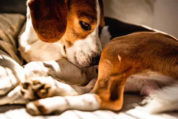Beagle-Hund legt sich während sommerlicher Hitzewelle auf ein Sofa. — Stockfoto