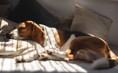 Beagle köpek bir kanepede uyku