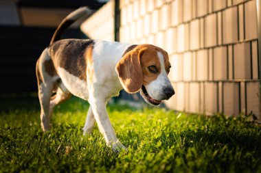 Beagle köpek arka bahçesinde yürüyüş