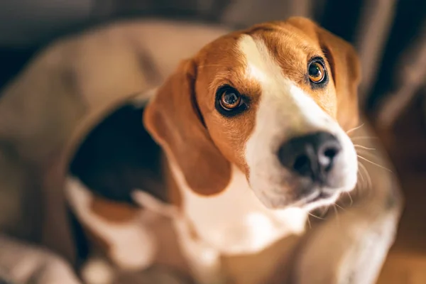 Beagle köpeği yatağında oturuyor.