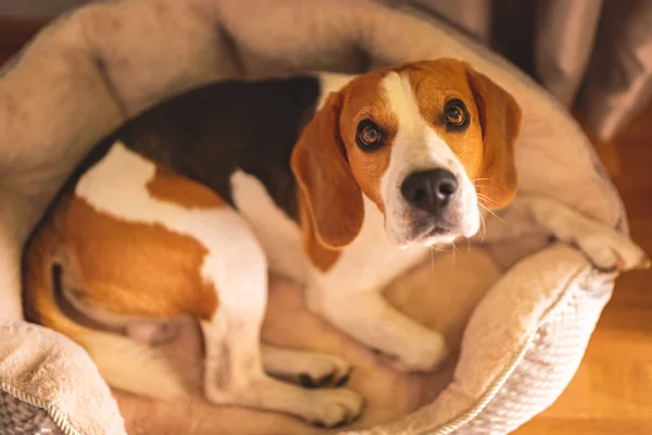 Beagle dog lying down on his bed