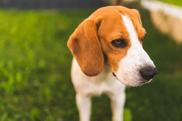 Beagle perro de pie en la sombra en la hierba que se esconde del sol de verano — Foto de Stock