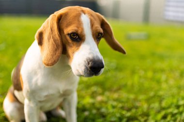 Sevimli av köpeği yazın bahçede yeşil çimlerde oturur.