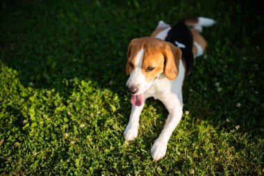 Beagle köpek bahçede yeşil çim üzerinde dinleniyor.