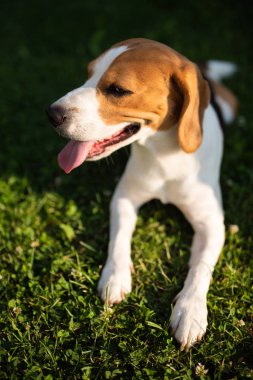 Beagle köpek bahçede yeşil çim üzerinde dinleniyor.
