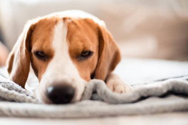 Beagle dog yorgun rahat bir kanepede uyur.