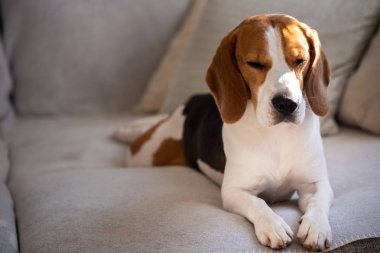 Beagle köpek oturma odasında bir kanepede yalan
