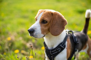 Güzel beagle köpek yeşil çayırüzerinde portre kadar yakın