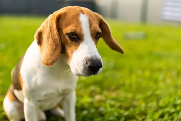 Adorable perro beagle se sienta en el césped verde en el jardín en verano — Foto de Stock