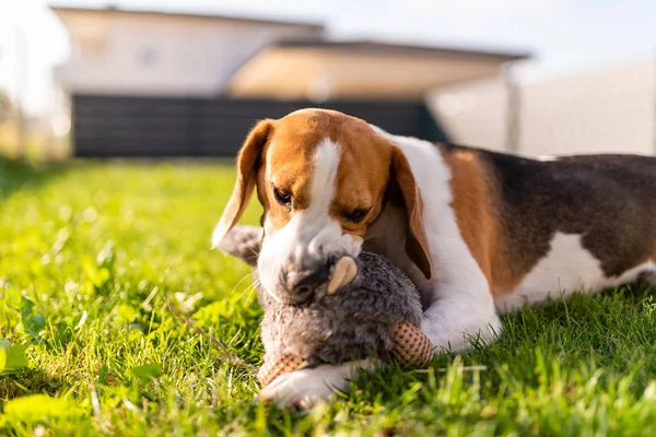 Dog with plush toy bunny rabbit in summer in garden