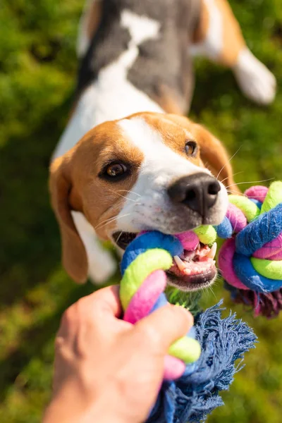 Pes bígl tahá hračku a tahání-of-War game. — Stock fotografie