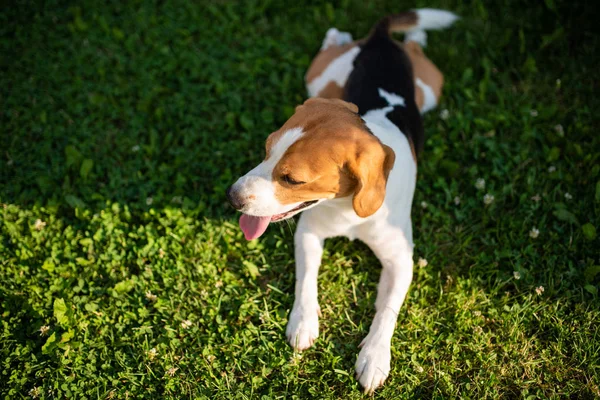 Cão beagle descansando na grama verde no jardim . — Fotografia de Stock