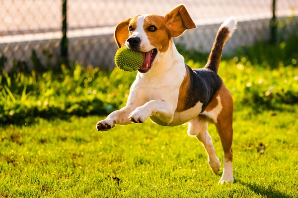 Beagle chien sautant et courant avec une balle — Photo